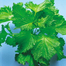 ナカハラのたね　シソ 紫蘇 しそ　青縮緬しそ　小袋