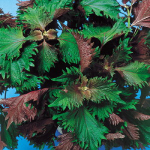 iJn̂ˁ@V\ h @F炵@20ml