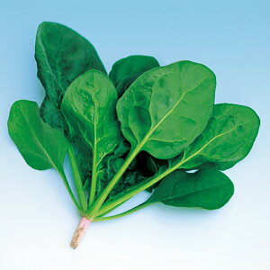 iJn̂ zE\E ق񂻂 @@@T}[xXg@@@M3