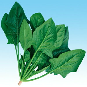 iJn̂ˁ@zE\E @@ ق񂻂@nCh@@@1dl