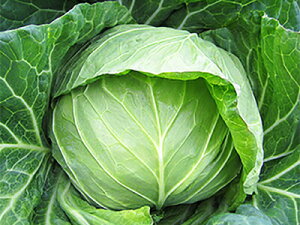 Έ Lxc ͂ˁ@R[g 5000