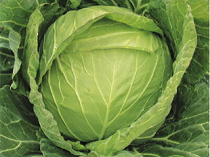 �Έ���� �L���x�c ��z�i�����悤�j����