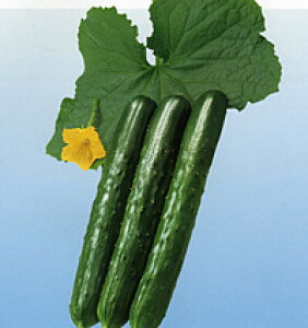 _c@LE ӉZ イ@ǂ@20ml