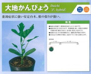 _c@ږ ҂傤@n҂傤@2dl