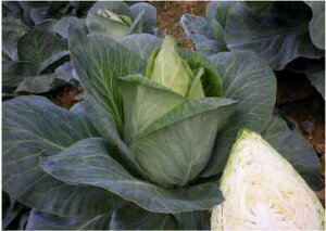  юc Lxc ׂ@LfB[O[@1500