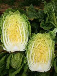  юc nNTC ͂ ؁@CR؁@()@R[g5000