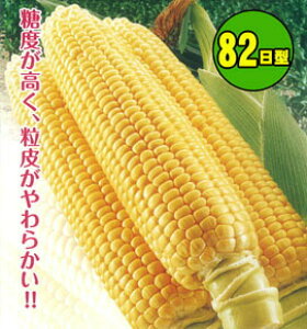  юc@gERV Ƃ낱@XC[g82@2000