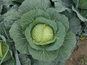  юc@Lxc × ׂ@₫@