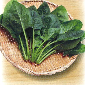  юc zE\E @@ ق񂻂@V@M3