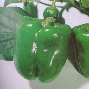  юc s[}@ls[}(O[500)@20ml