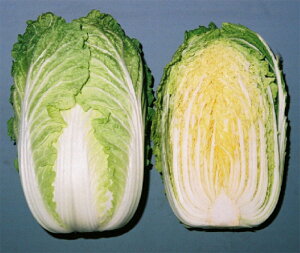  юc nNTC ͂ ؁@CRRGy[@R[g5000