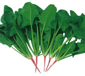  юc zE\E ق񂻂 @@@낵@1L