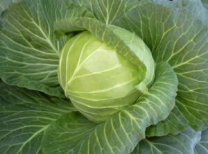  юc Lxc × ׂ@₱×@20ml