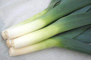 たね 小林種苗 ネギ ねぎ 葱 リーキ ガウディ 1000粒