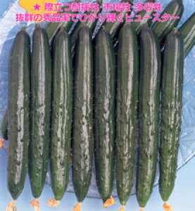 vc@LE ӉZ イ@r[X^[@100