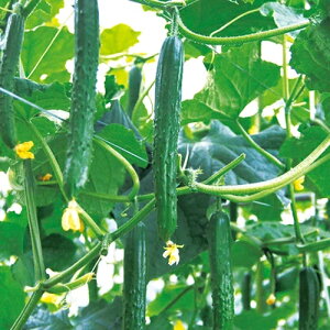 vc@LE ӉZ イ@MTtFjbNX@350