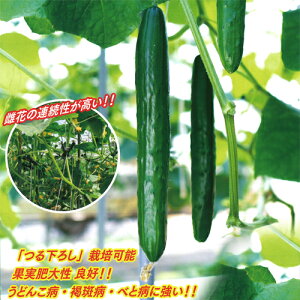 vc@LE ӉZ イ@mG{(K2130)@100