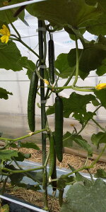  vĎc|@LE@イ@ӉZ@ ^(񂵂)@350