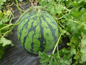  vĎc|@XCJ@ x_Z Ȕ(^CK[ubV) @200