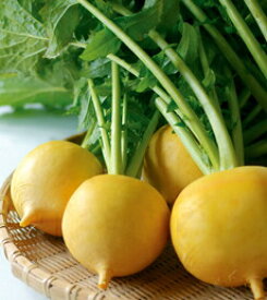 丸種 カブ 味こがね　小袋