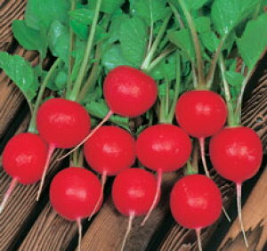 �ێ� ��\���卪 �o�[�h�����h�@2dl