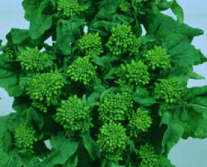 丸種 はなな 花ぐるま 2dl