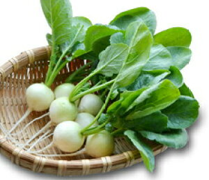 �ێ� �_�C�R�� �����_�z���C�g�@1����