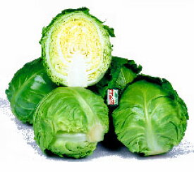 丸種 キャベツ ミニックス40　2500粒