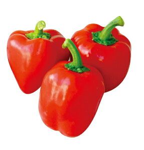 ێ pvJ J[s[}@~jpv bh@100