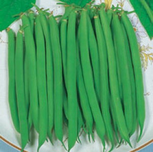 ێ CQ 䰁EȂEȂ voC_[@1L