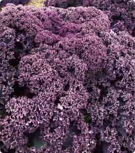 c̎@bhLb`@P[q@2000@PVP