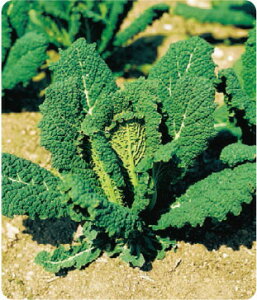 c̎@J[{O[t(F1)@P[q@2000