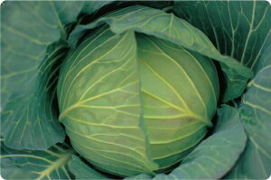 c̎@ӂ݂@Lxcq@3000