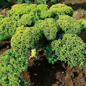 c̎@CgLb`@P[q@܁@PVP