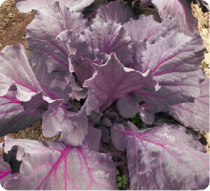 c̎@W[V[p[v(F1)@P[q@R[g5000@PVP