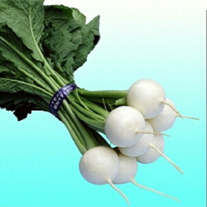 ݂ǋa Ju ͂ꂢ@1dl