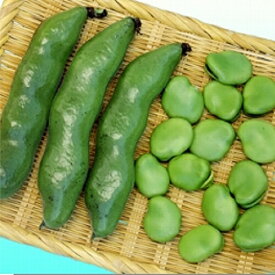 楽天市場 ソラマメ 苗の通販