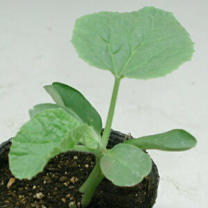 たね みかど協和 メロン台木 MK-M181 100粒