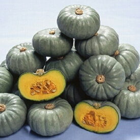 楽天市場 野菜 種 坊ちゃん かぼちゃ 100粒の通販
