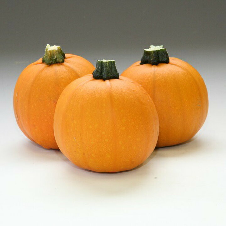 楽天市場 たね みかど協和 カボチャ トリック 小袋 種苗 園芸ショップ 種もり