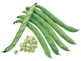 たね 武蔵野種苗園 ソラマメ そらまめ 蚕豆　ポポロ　1dl