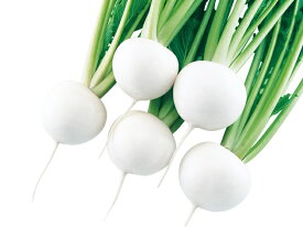 たね 武蔵野種苗園 カブ 碧寿(へきじゅ)　小袋