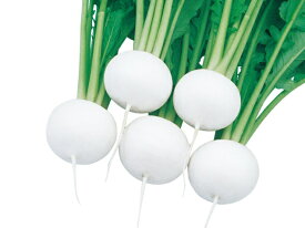 たね 武蔵野種苗園 カブ 玉里(たまさと)　コート 5000粒