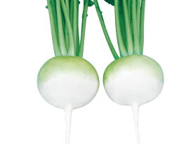 たね 武蔵野種苗園 カブ 百万石青首蕪(ひゃくまんごくあおくびかぶ)　小袋