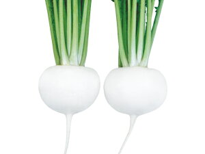 たね 武蔵野種苗園 カブ 白盃(はくはい) 1dl