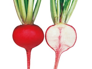 たね 武蔵野種苗園 カブ 愛真紅1号(あいしんく) 2dl