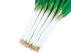 たね 武蔵野種苗園 ネギ 吉宗(よしむね)　コート 5000粒