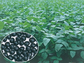 たね 武蔵野種苗園 エダマメ 黒船　1L