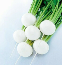 たね 武蔵野種苗園 カブ 雪牡丹　コート 5000粒