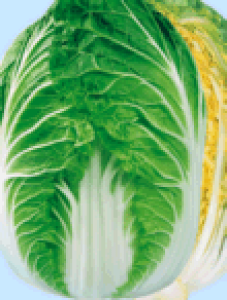 日本農林 ハクサイ はくさい 春理想 小袋